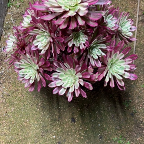 薇*多肉植物仙墨锦。