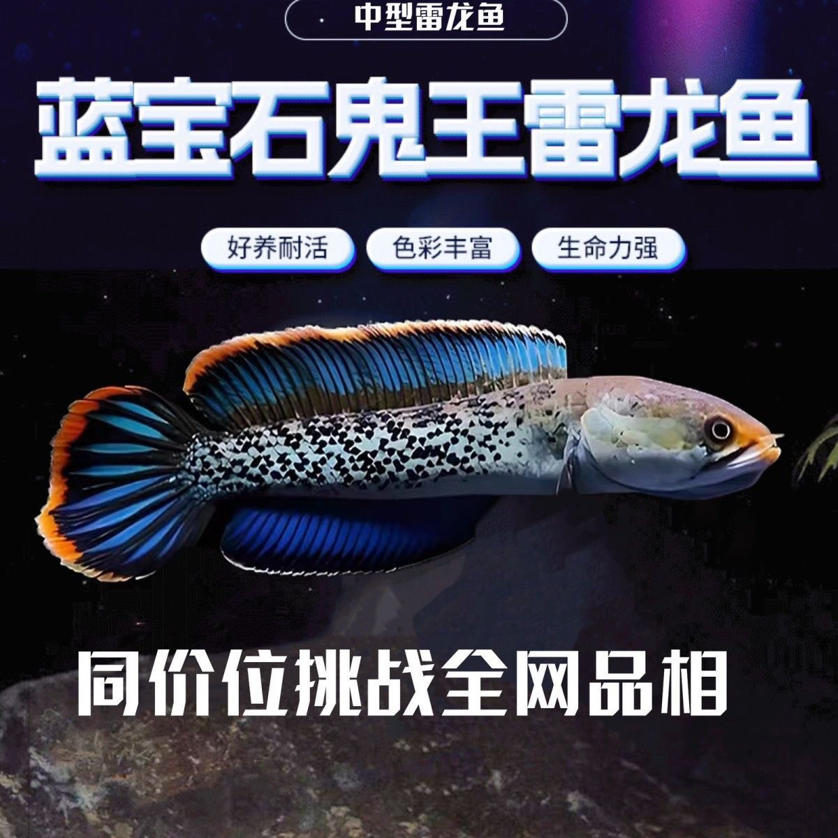 (直播挑选)雷龙鱼小苗活体下单发货后不支持退款（请勿直接下单) 