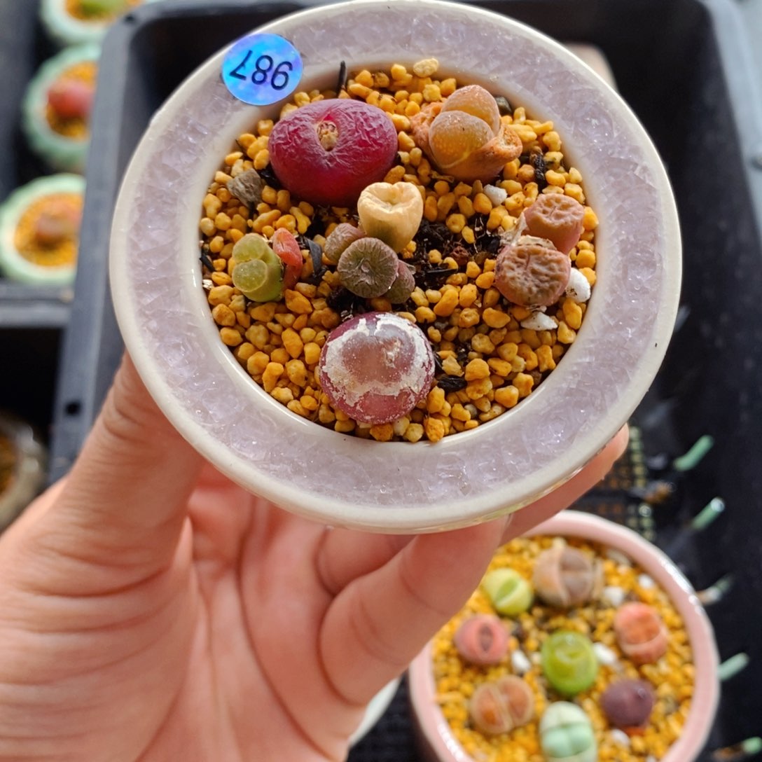 6791--一物一拍 带盆