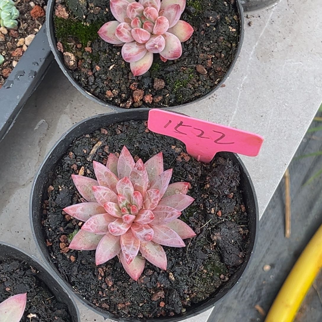 金***姿52523和1522号上午多肉植物群生多肉