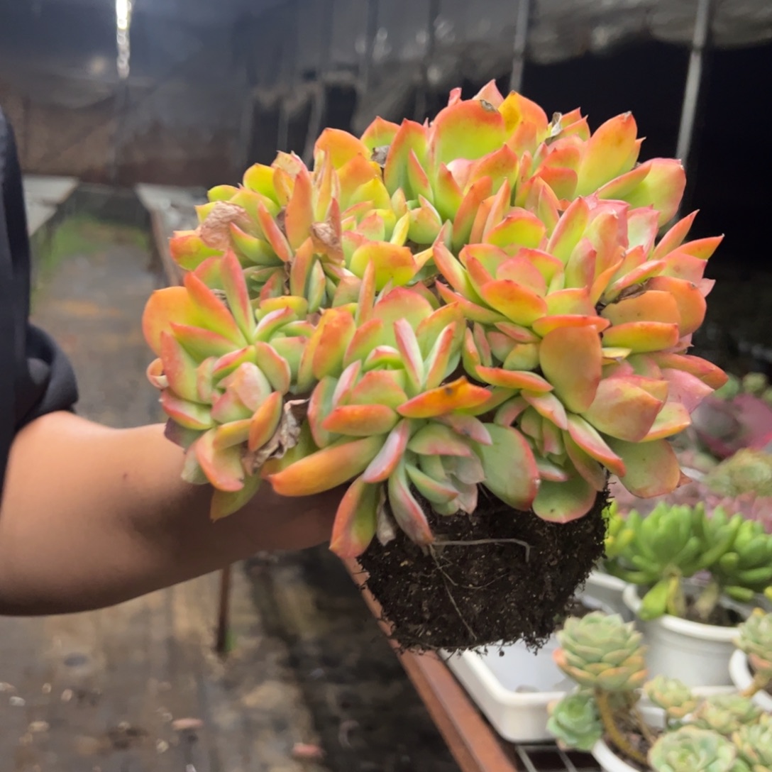 绮罗仙子朵朵缀化