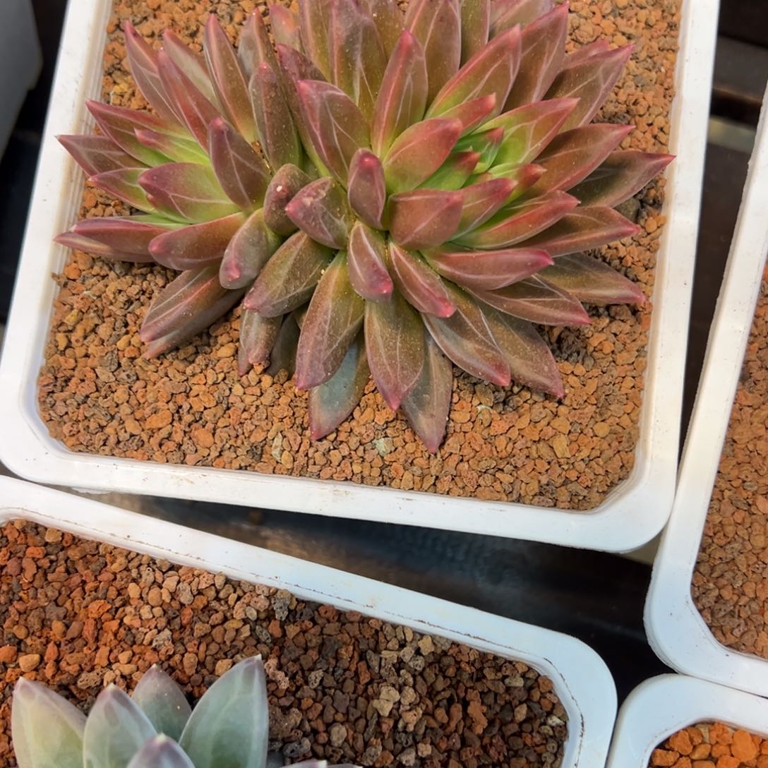 ****บ紫雾一颗肉肉看看