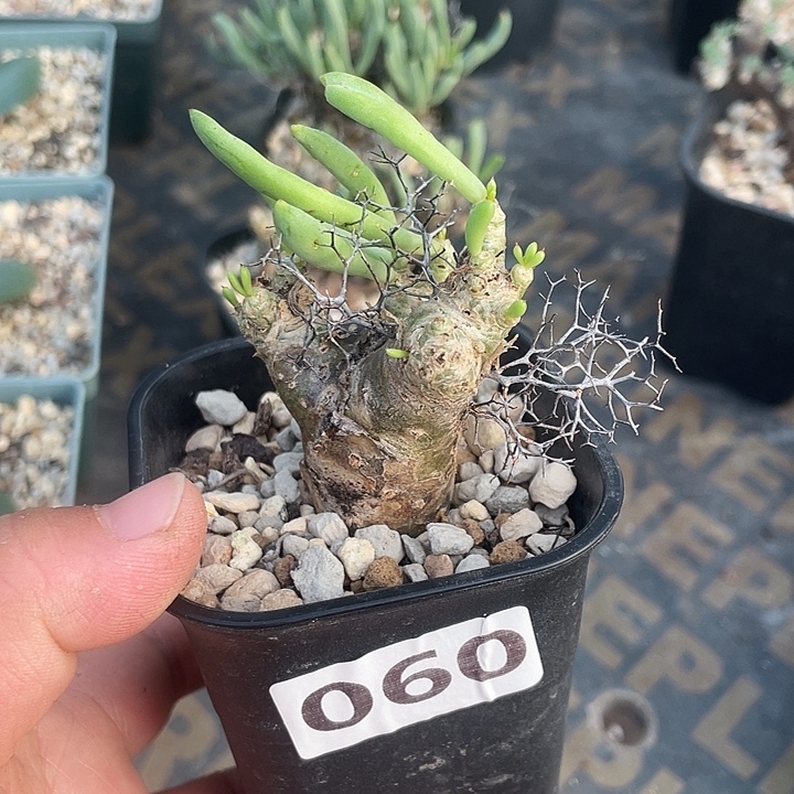 060产地钢丝球万物想