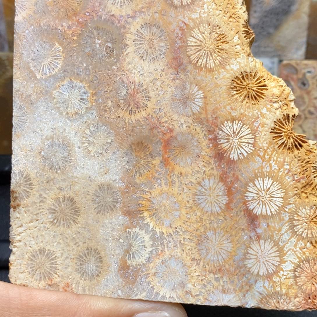 啤***。未镶嵌硅化珊瑚（珊瑚玉）珠宝奇石