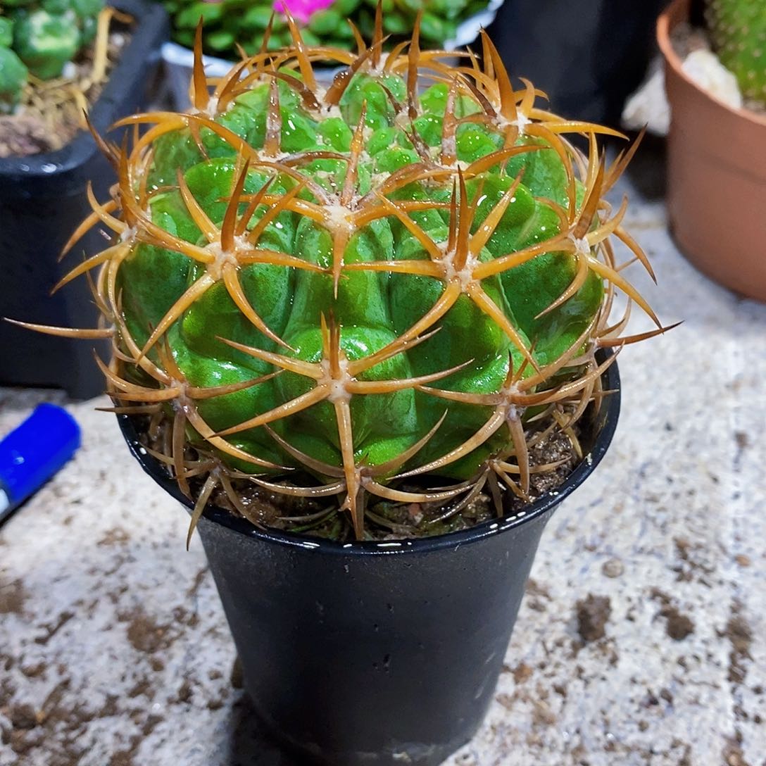 碧烟玉1111111111111111个