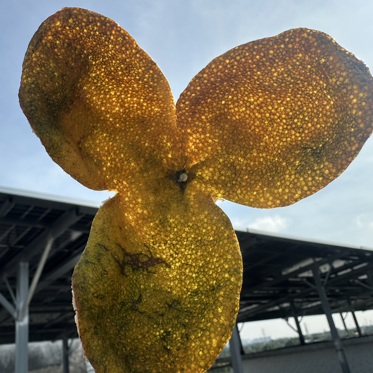 2025新会三江深吕二红皮大红皮花蜜香