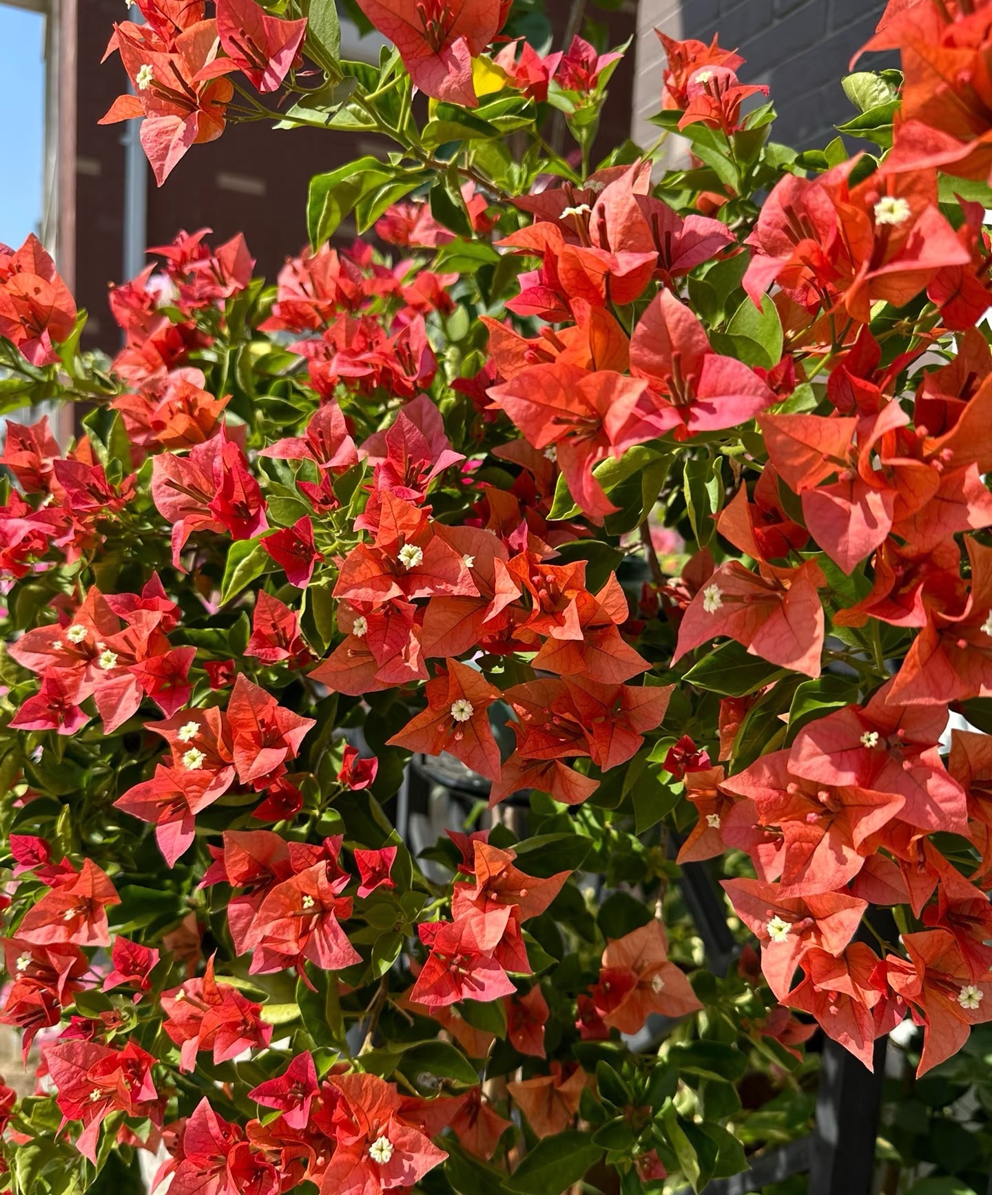 【佩德罗】 复古做旧款深色勤花耐活观赏三角梅