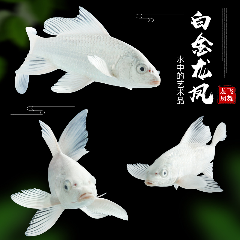 12cm-15cm 6条 观赏鱼 淡水冷水 白金锦鲤