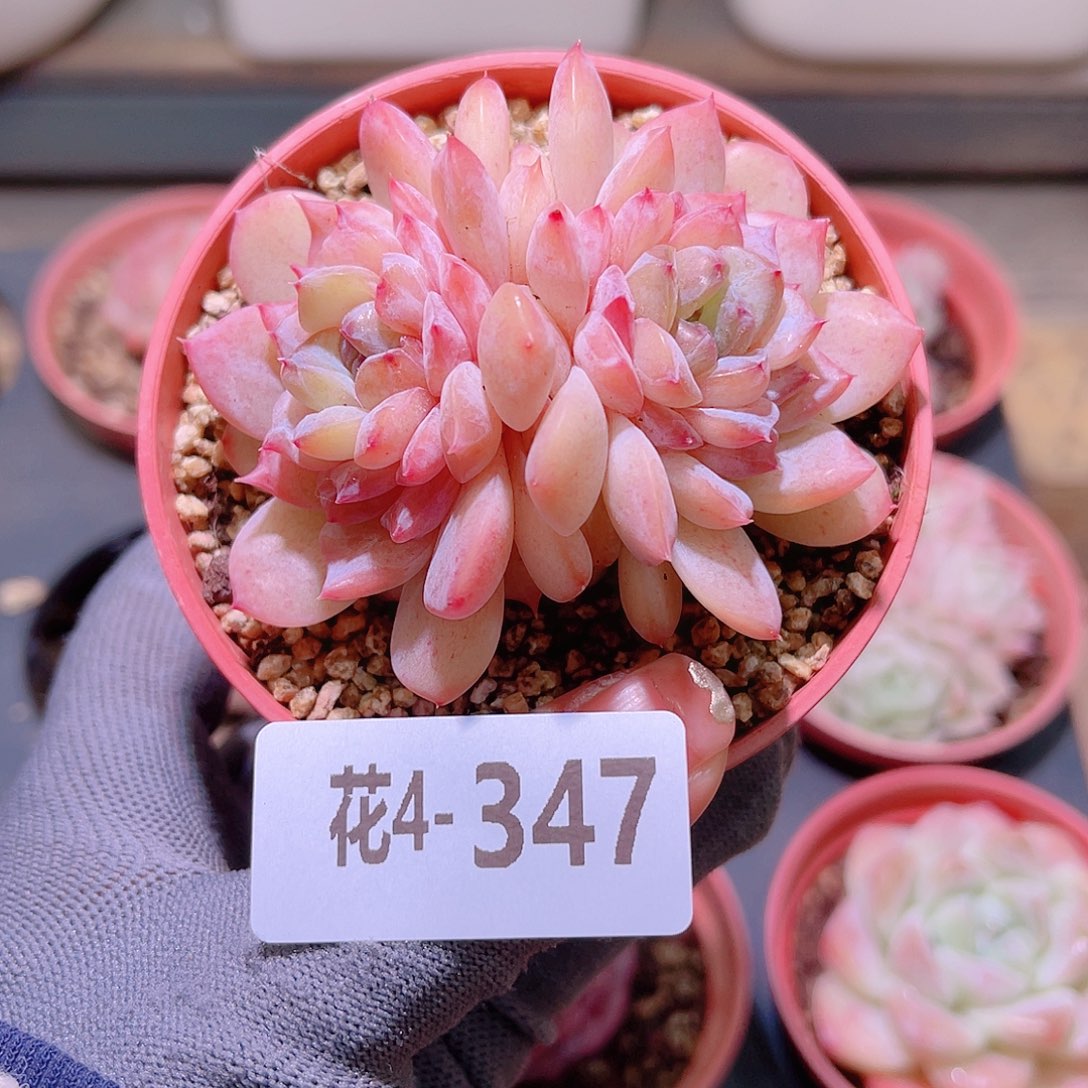 花04-347果汁双头