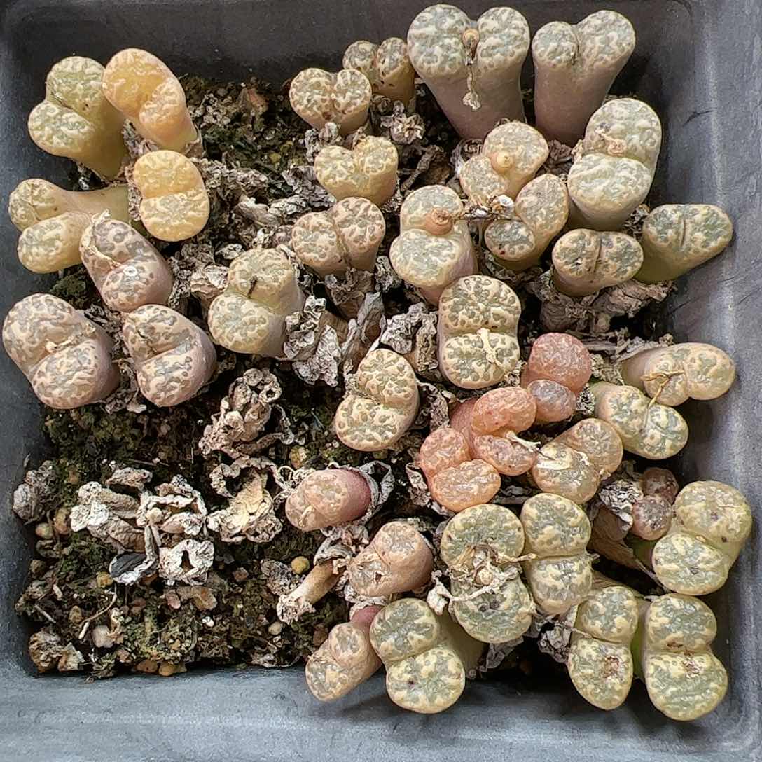 【闪购商品】141 双12福利限量 脱土