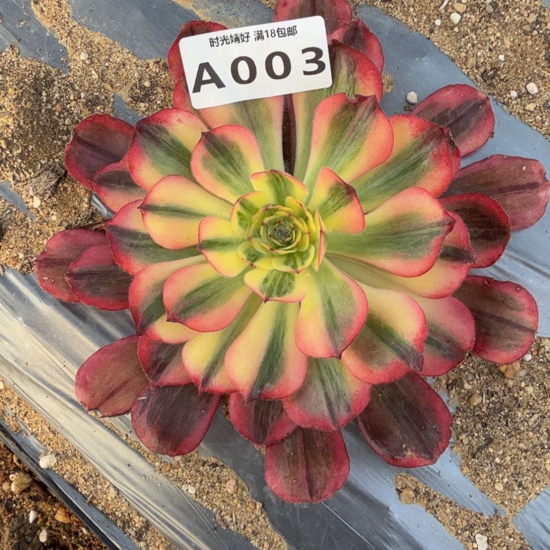 y***8003不知名到秋 多肉植物