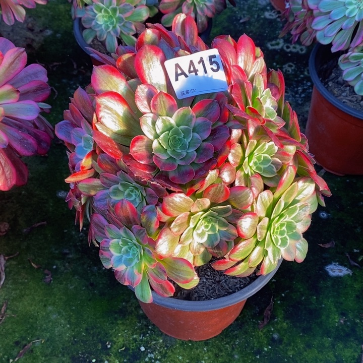 安娜多肉植物415