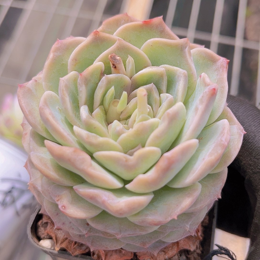 纯爱88988888888888