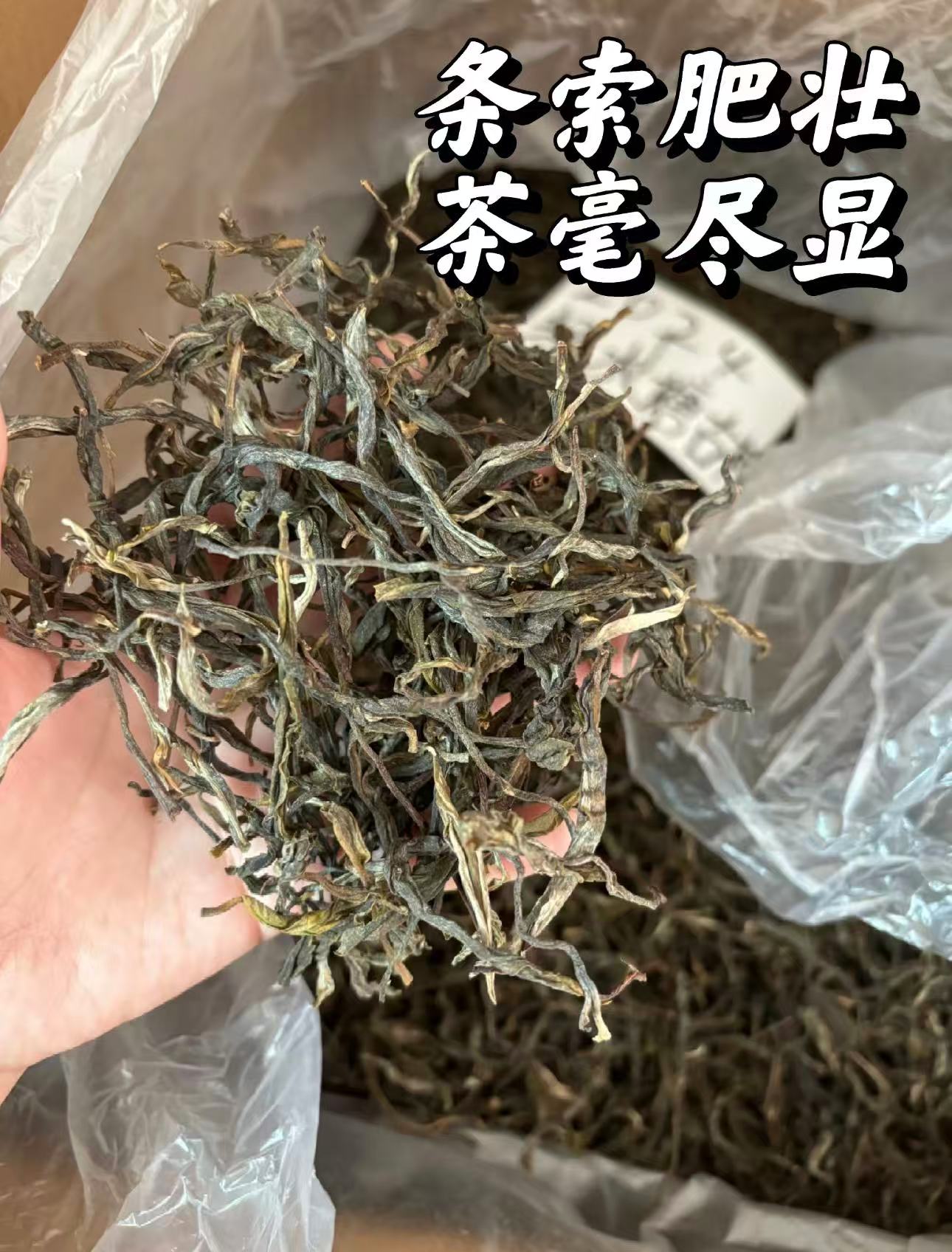 新粉试喝装！限购10单！绿水塘300百年古树纯料 入口冰糖甜 生茶