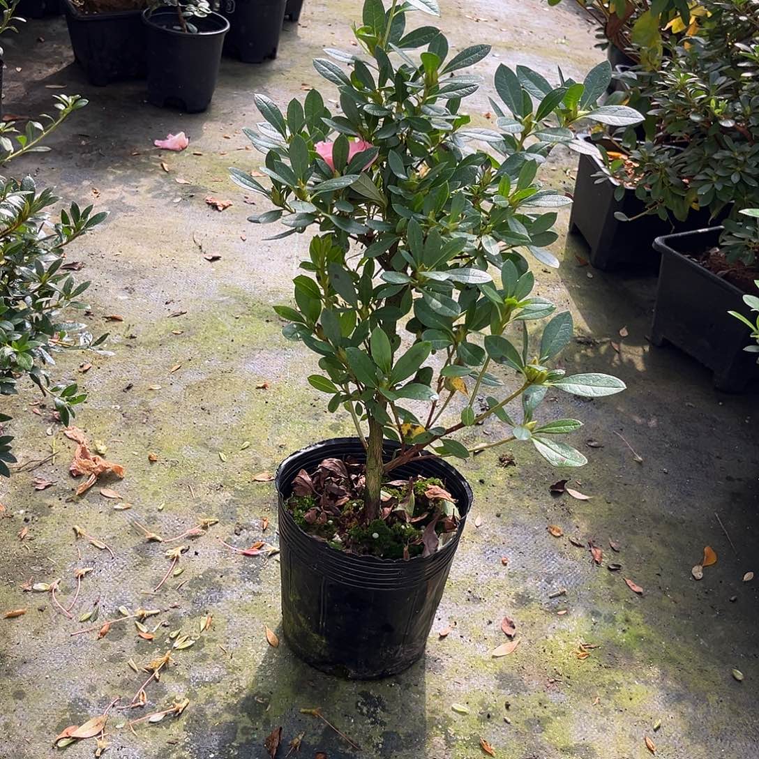 完全开放桃梅锦杜鹃