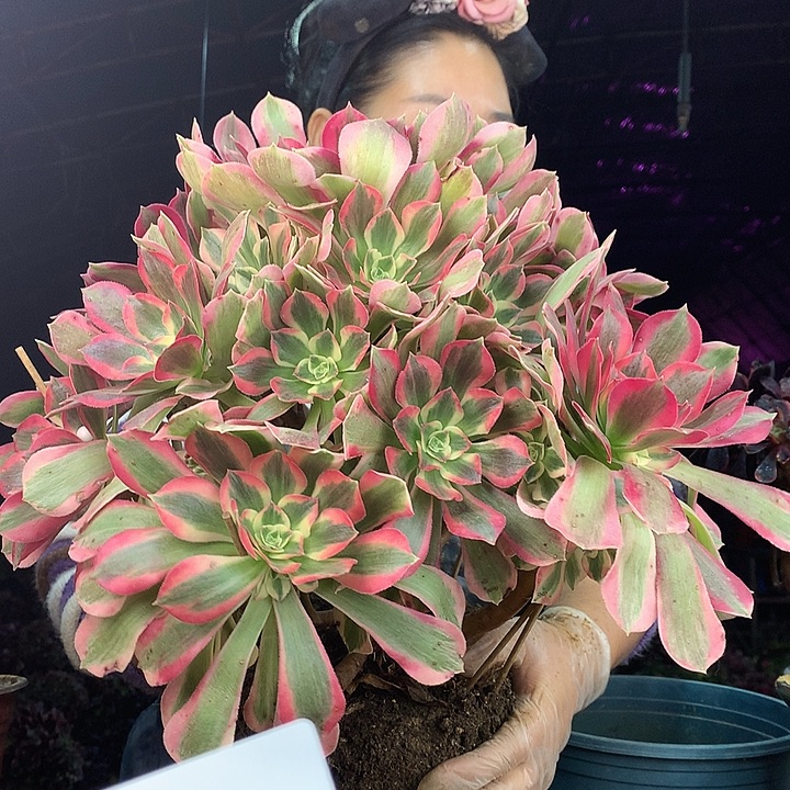 柒柒精品多肉脱土发货不包断侧枝S943