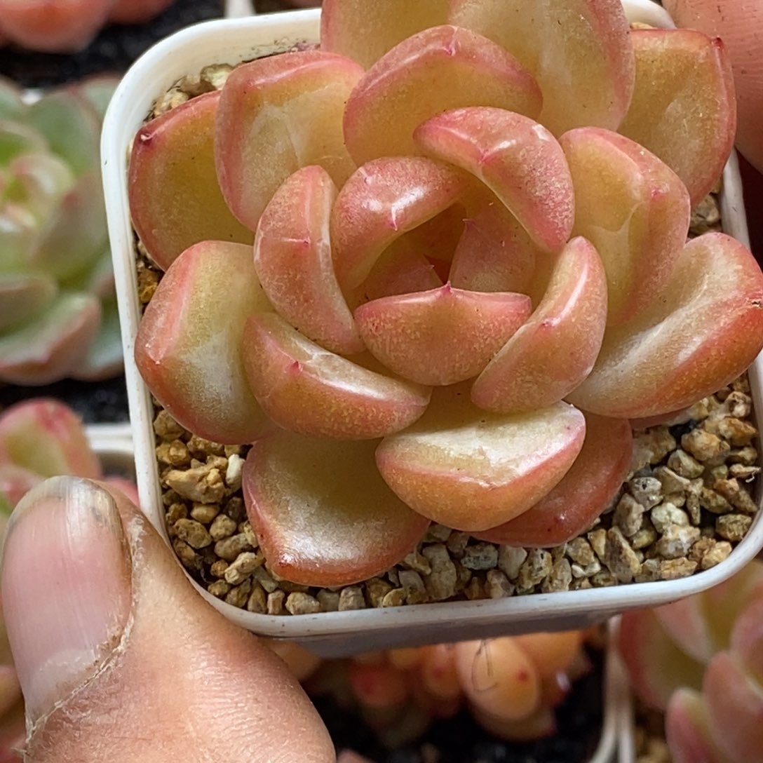 天官赐福百无禁忌