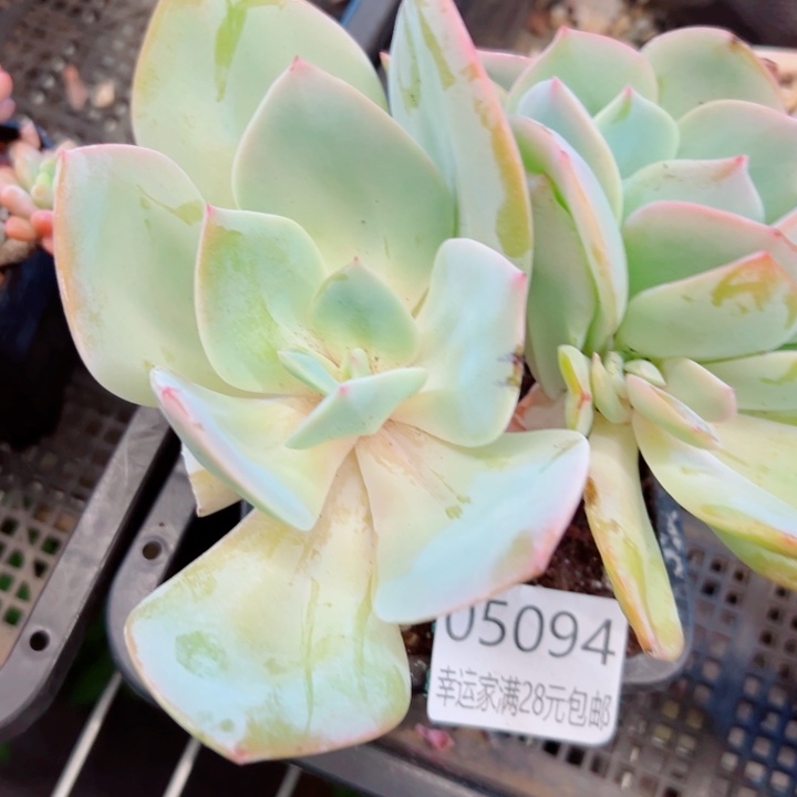 幸运的是我还没遇到幸运