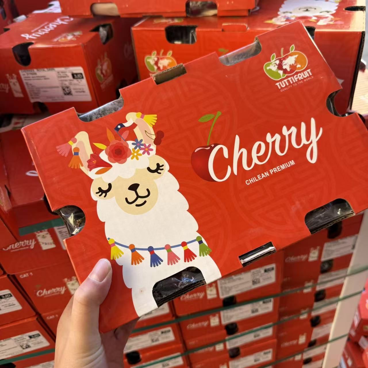 2/3JD智利进口空运车厘子新鲜车厘子包邮5斤内附果径卡皇家黎明樱桃智利共和国