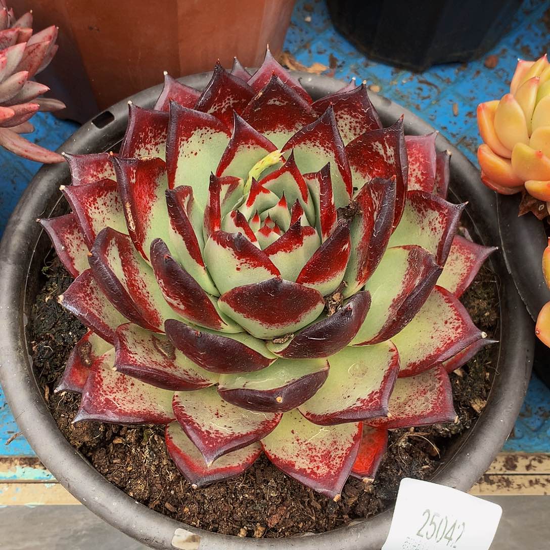 杨***青乌木25042吨肉多肉