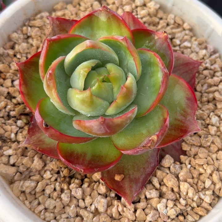 多肉植物惊鸿仙子