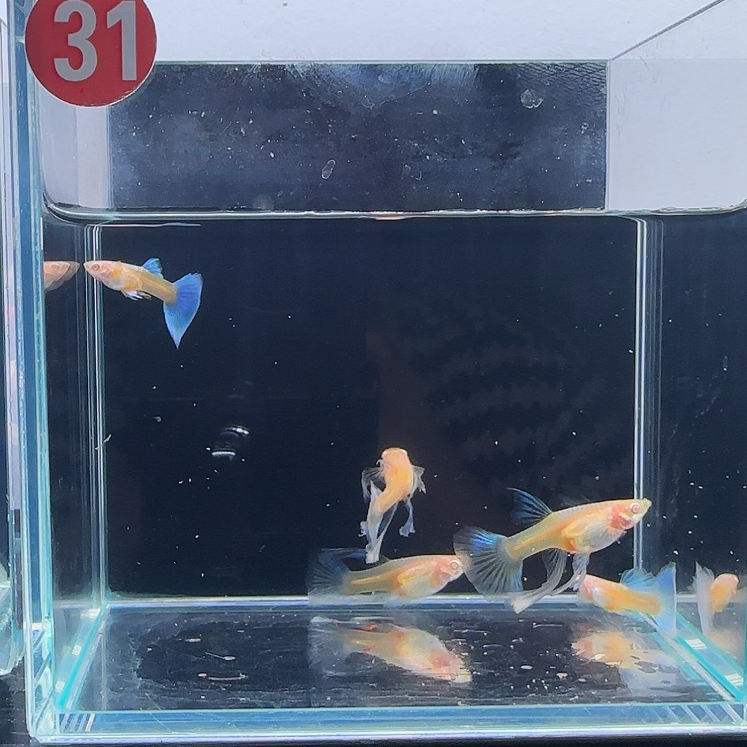 孔雀鱼蓝白大C 2公3母