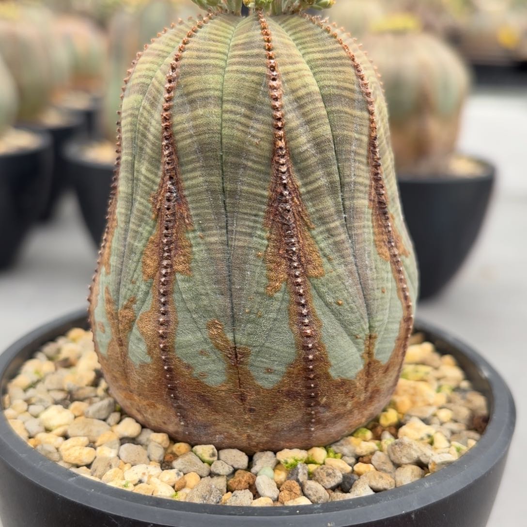 欧系布纹球养定带盆发货