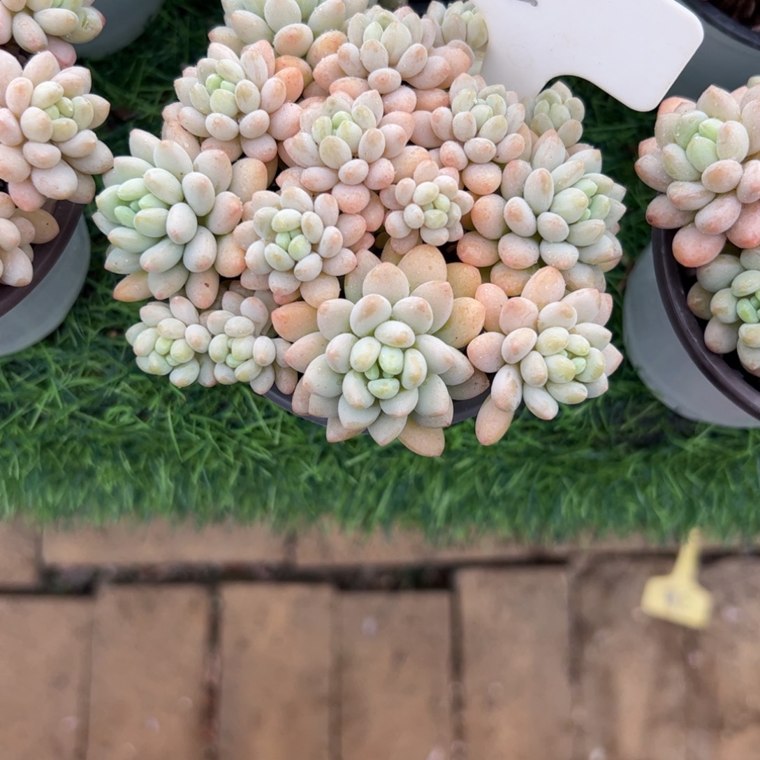 鱼子酱多肉植物保护