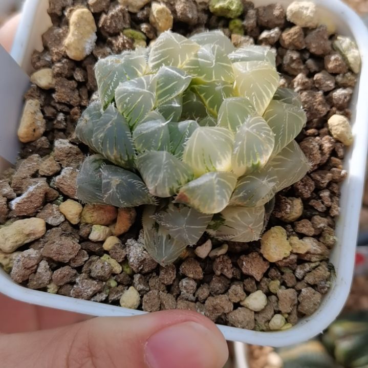 170号糊斑白赤线玉露锦一物一拍带盆土发货