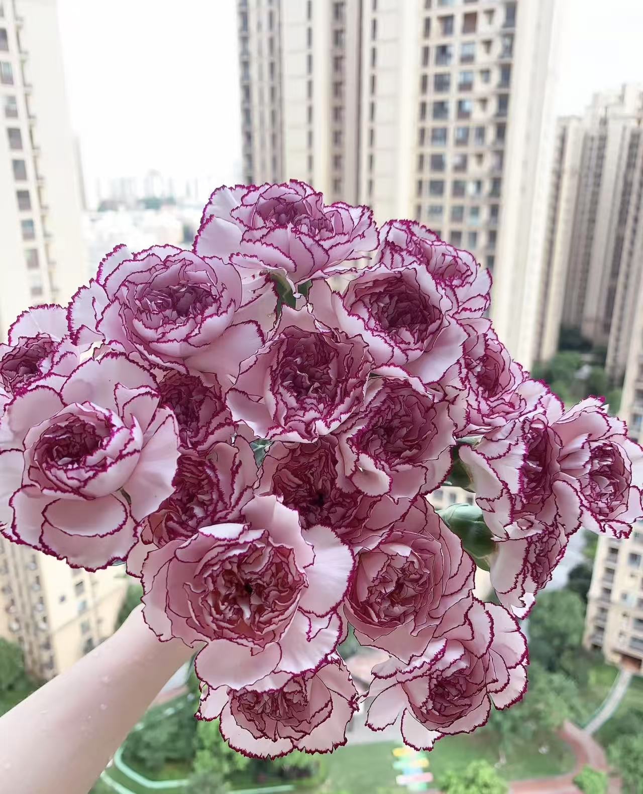 【紫精灵康乃馨20支】任意2单鲜花升级顺丰冷链/德邦空运包邮