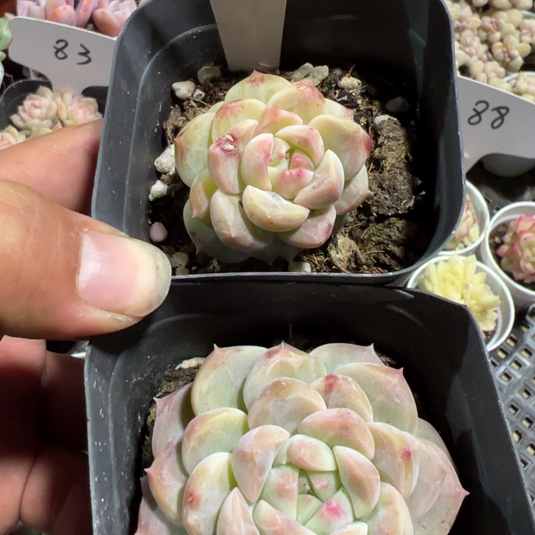 多肉植物多肉植物
