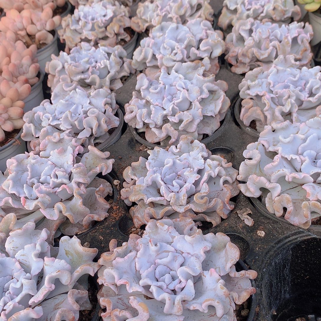 白饺子皮：56778999900000