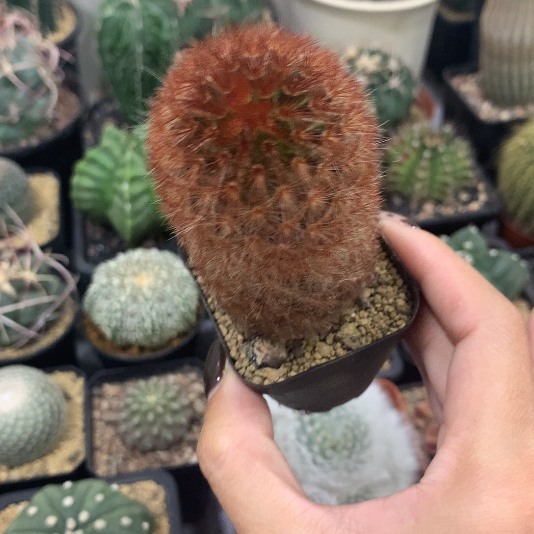 实生根红刺嘉文丸柱