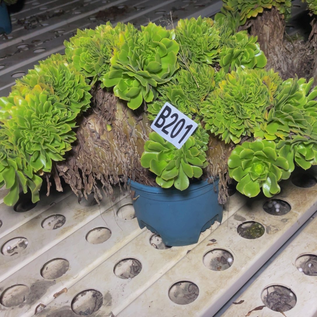 绿杨蓉7/13包邮法师