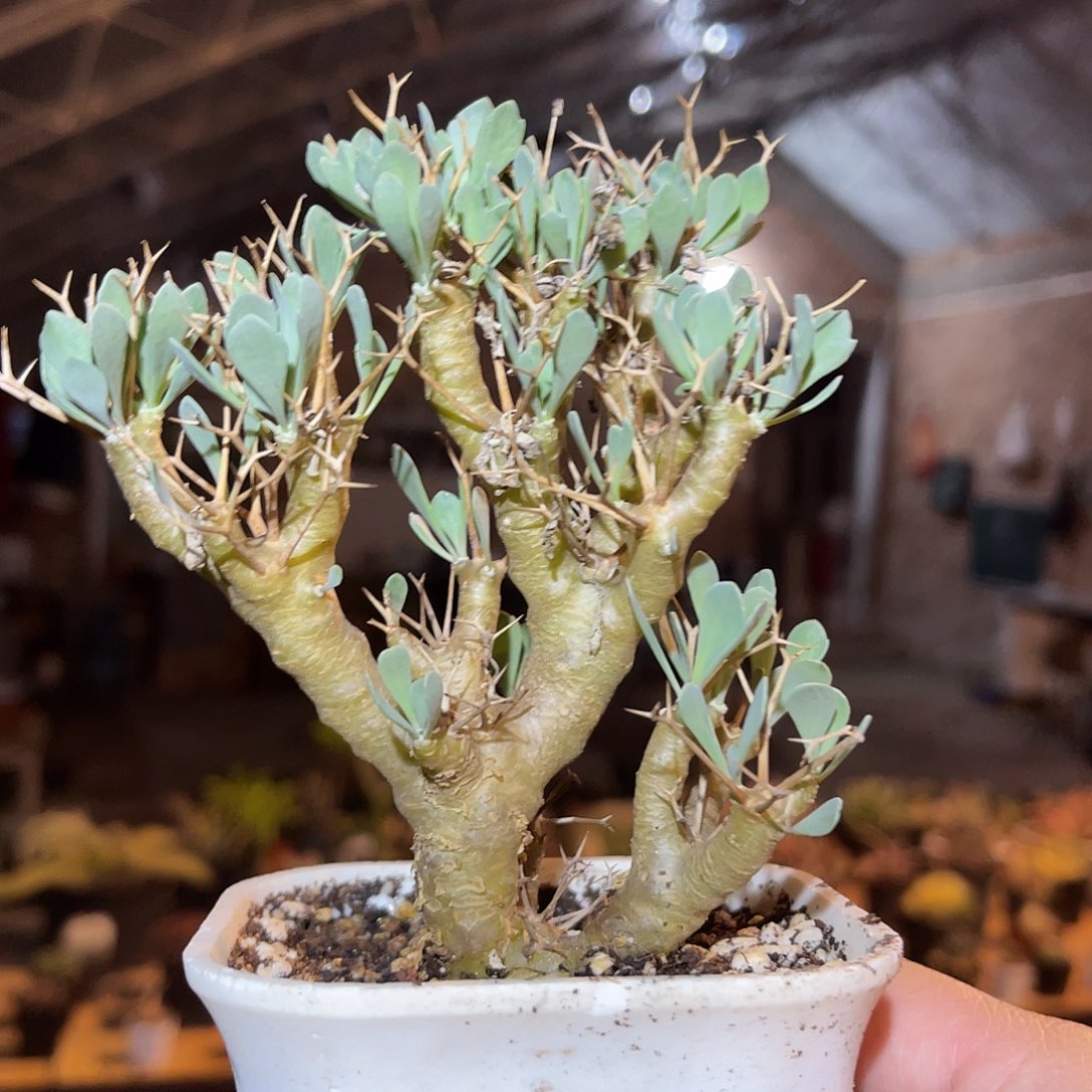 满38包邮2天凑单，脱土晾根发货多肉植物黑鬼殿