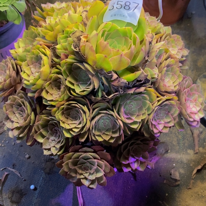 桃花石多肉断头不包3587