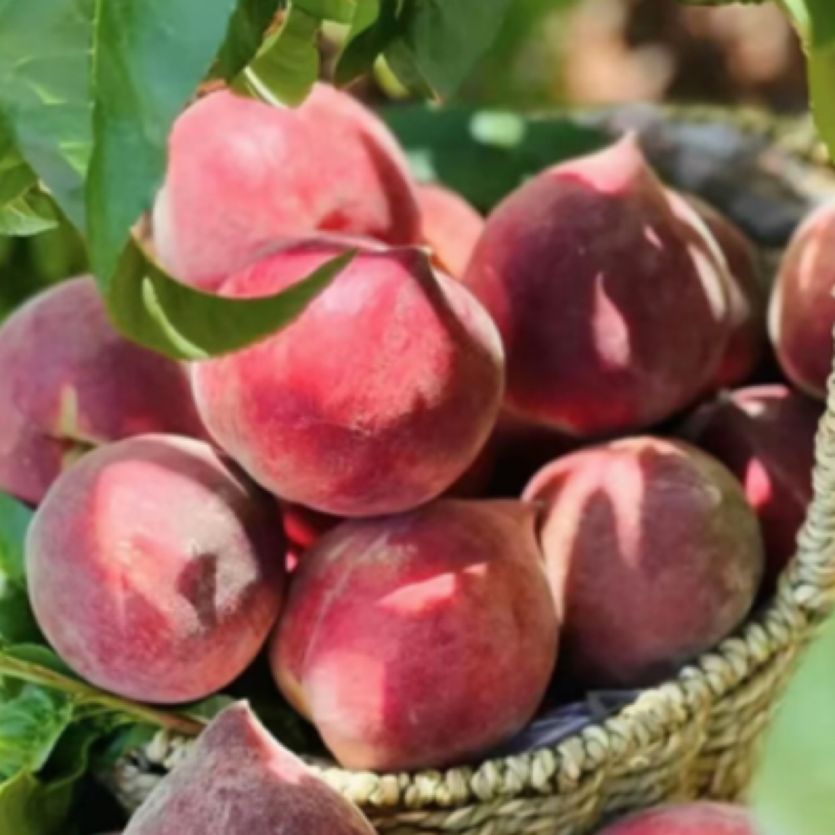 河北血桃2公斤包邮到家京东送货上门乌鲁木齐昌吉石河子五家渠河北省