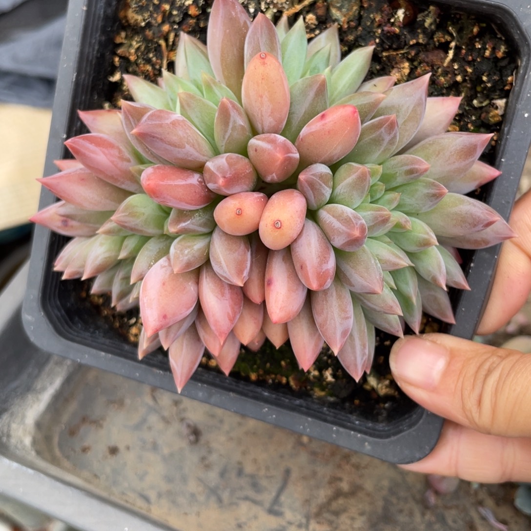 水晶球缀多肉植物8888