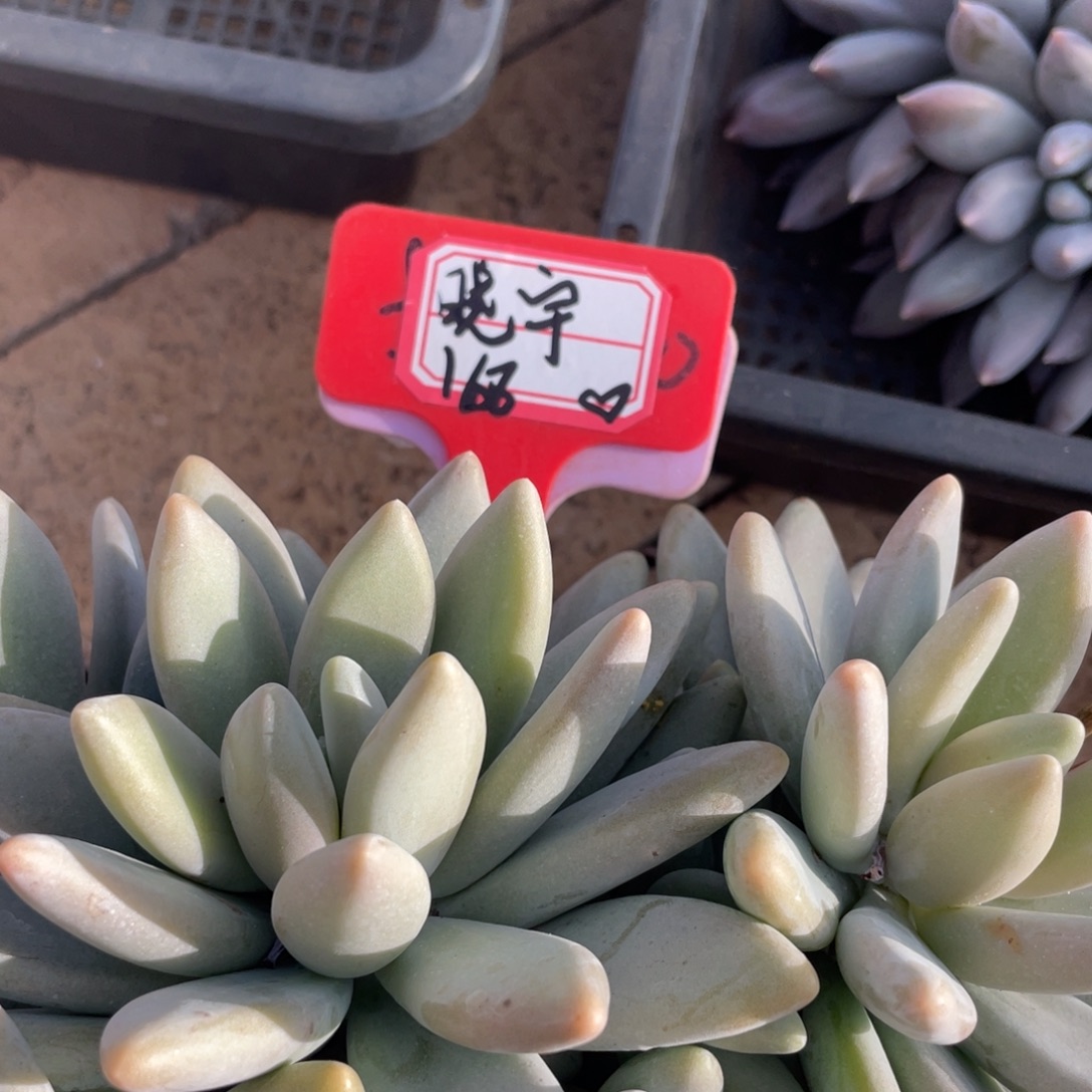 晓***️柠檬苹果汁材料，晓宇158