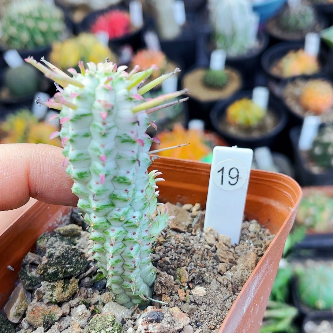 非偏远地区满25包邮仙人球