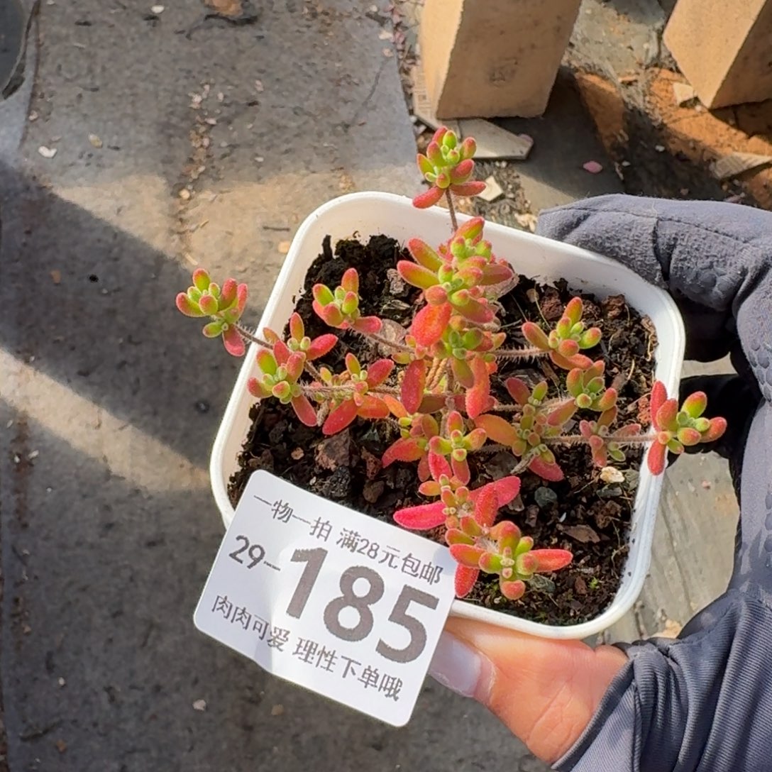 枝干番杏红宝石无盆土发货