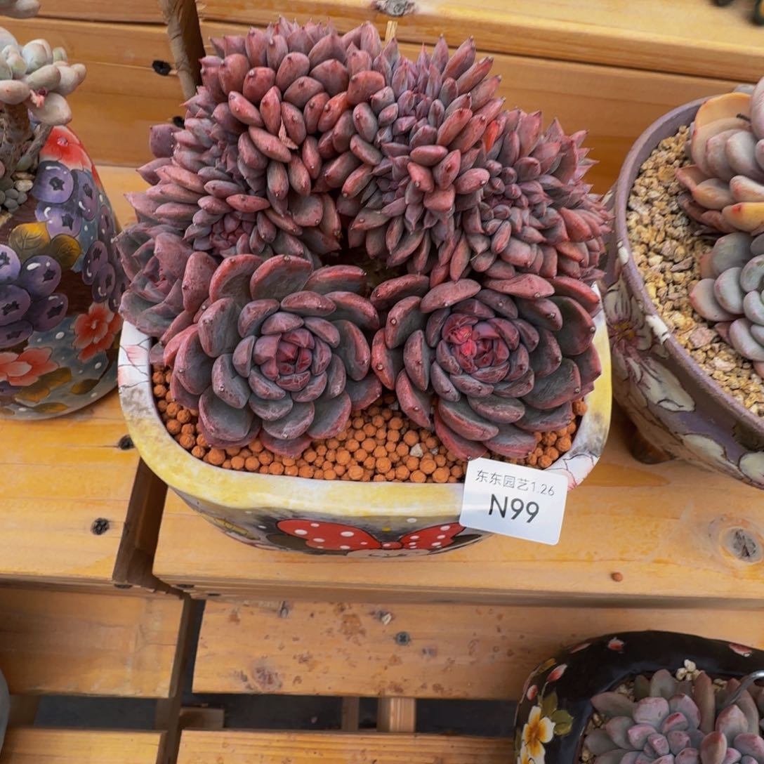 君**?n n n n n n n n n 99