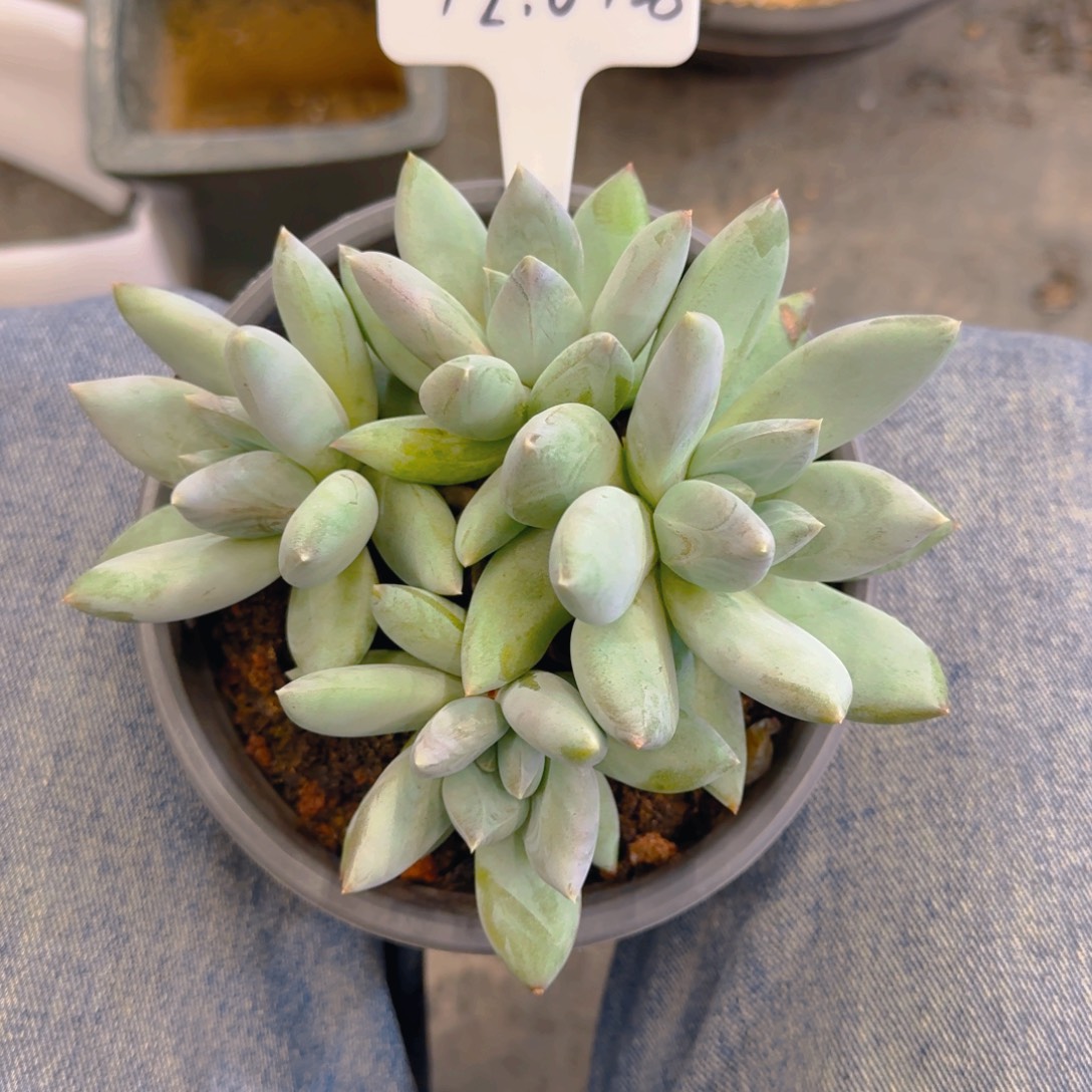 一物一拍捡漏伊丽莎白128