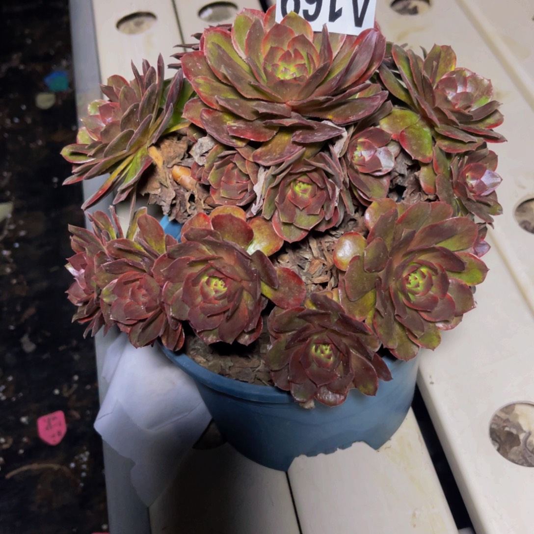 半夏法师7/////////5包邮