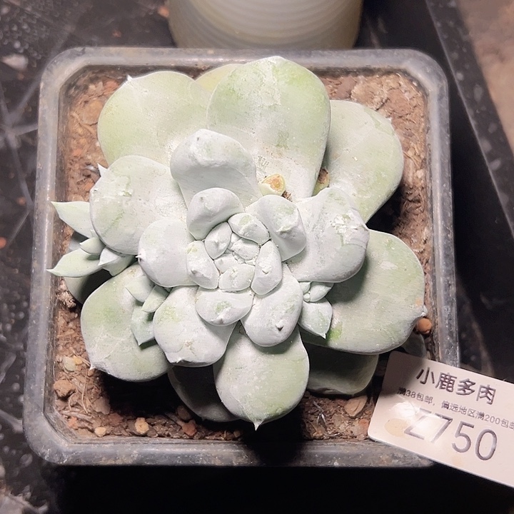 小鹿多肉一物一拍750