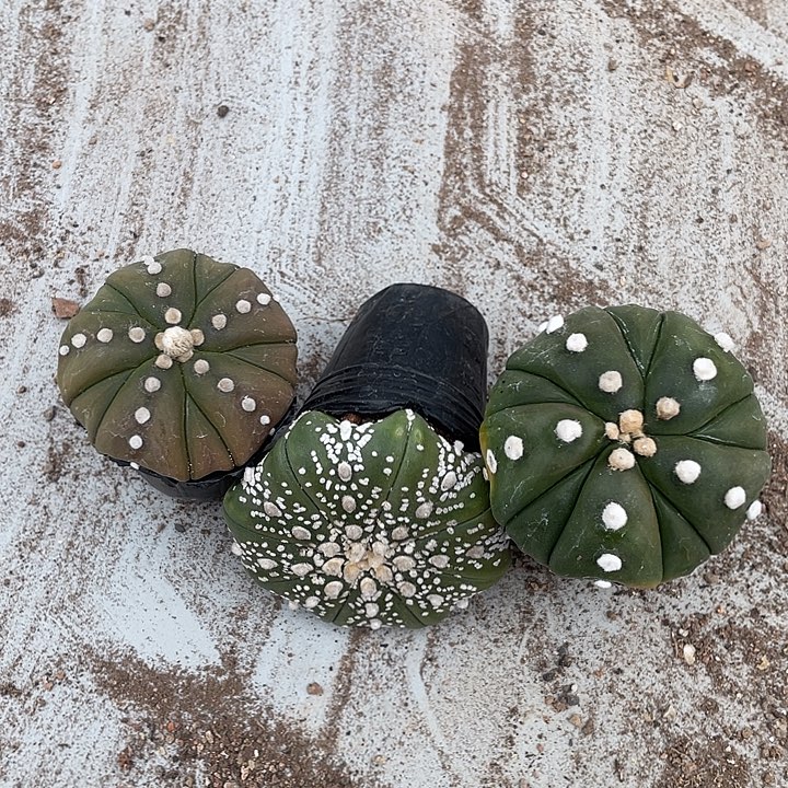 实生兜福利福利福利