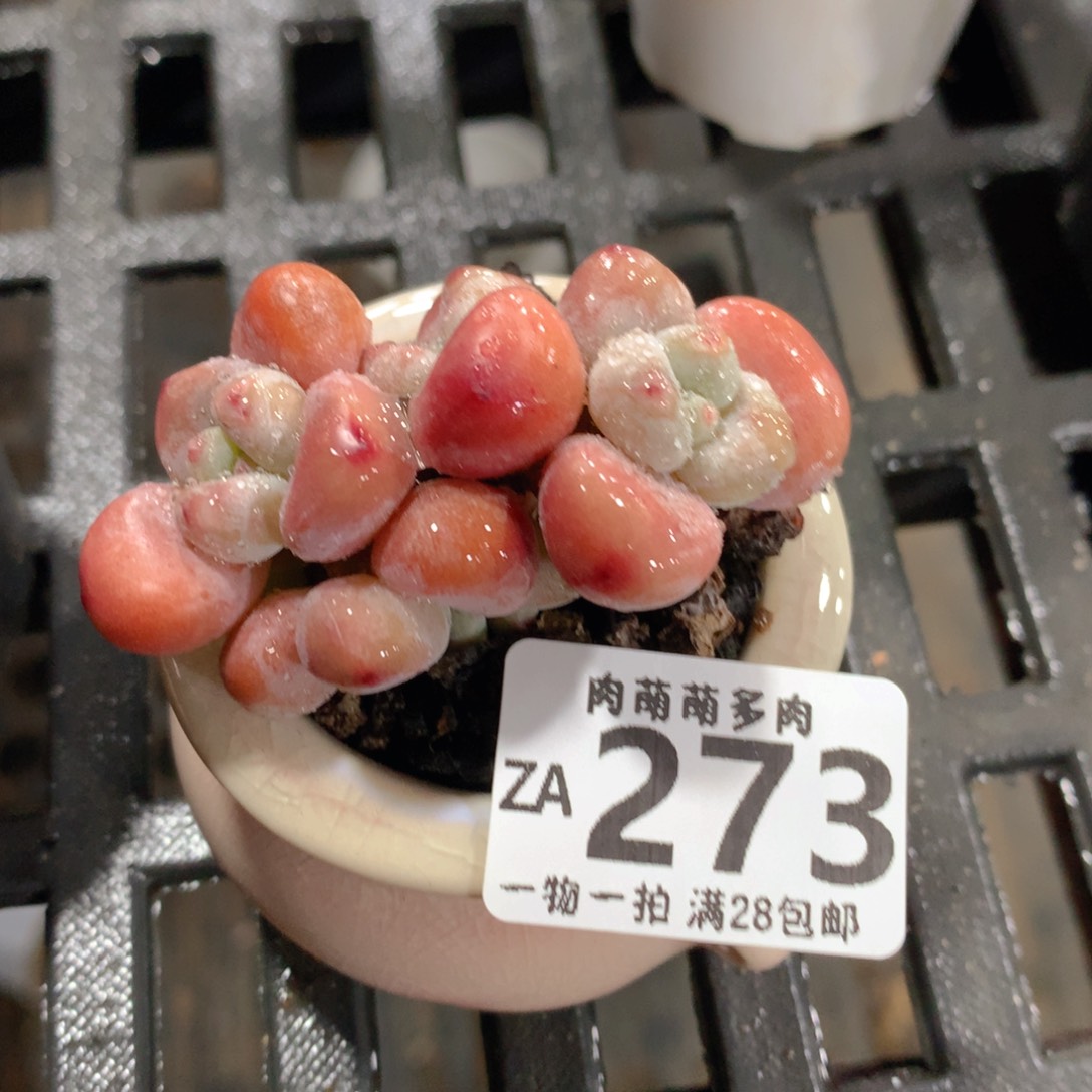 肉萌萌拇指盆精控多肉ZA273