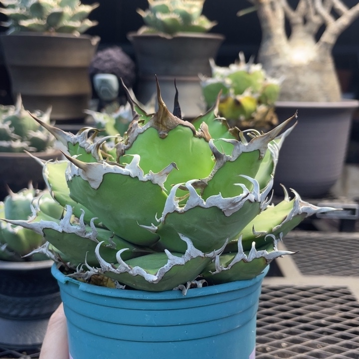 【闪购商品】凯撒 灯养