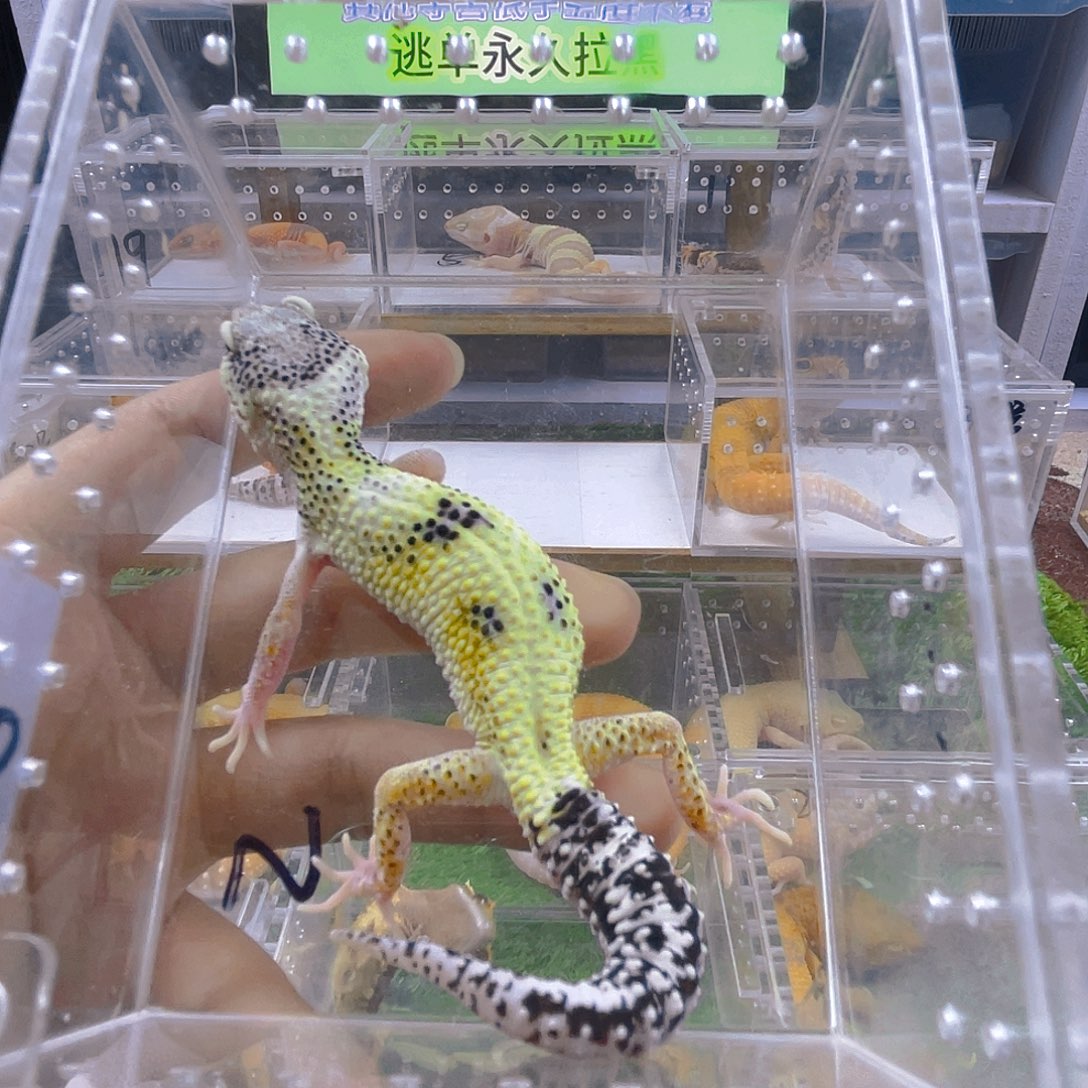 豹纹守宫守宫可爱好看迷人气质