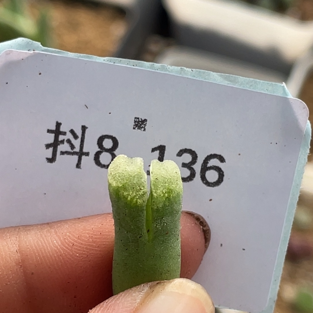 8-136冰风铃多肉植物